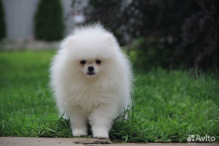 Белая мини мишка.девочка померанского шпица