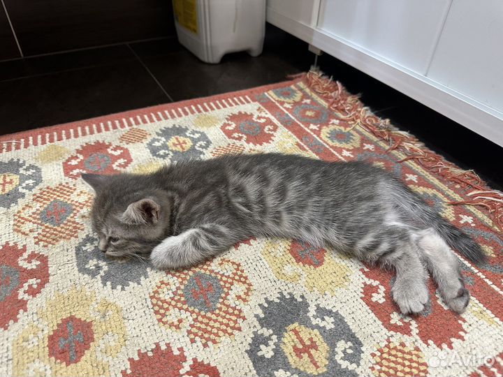 Кошки котята шотландские вислоухая