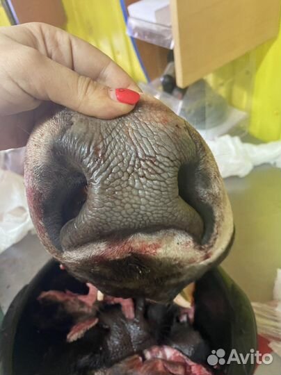 Мясо для собак