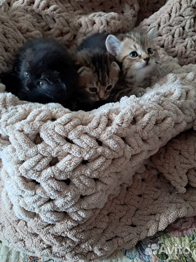 Котята