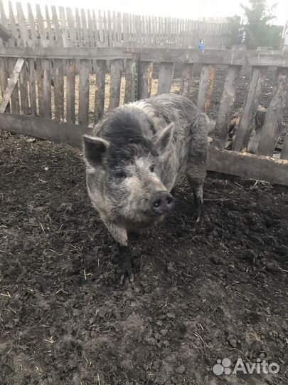 Хряк продам