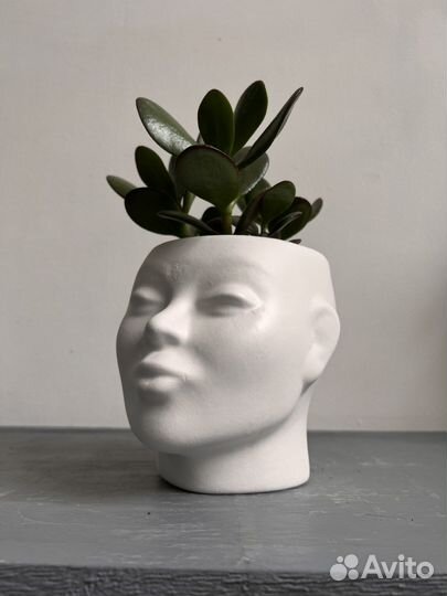 Цветок денежное дерево