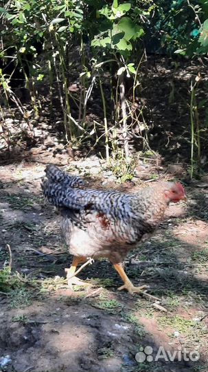 Молодые породные петушки