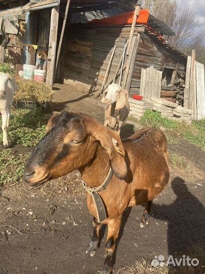 Коза нубийская