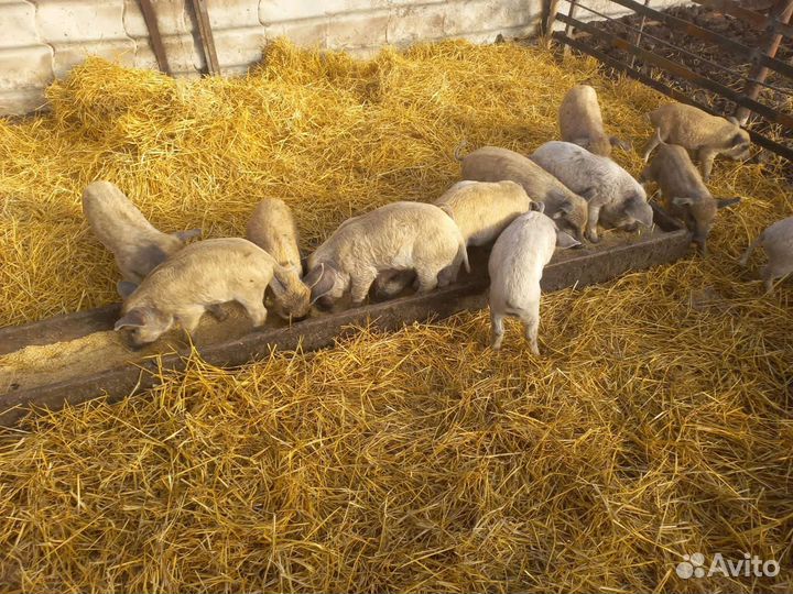 Поросята венгерской мангалицы