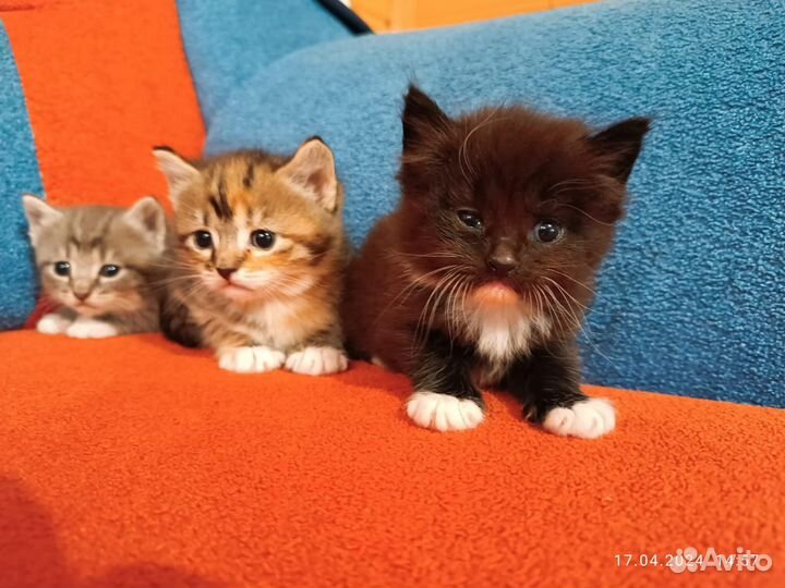 Котята