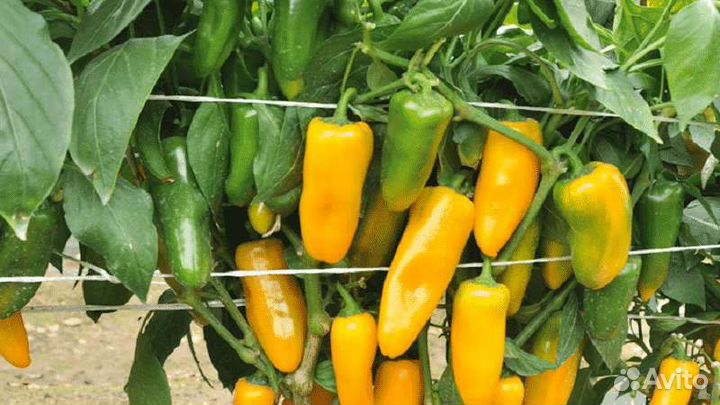 Семена перца Лисичка