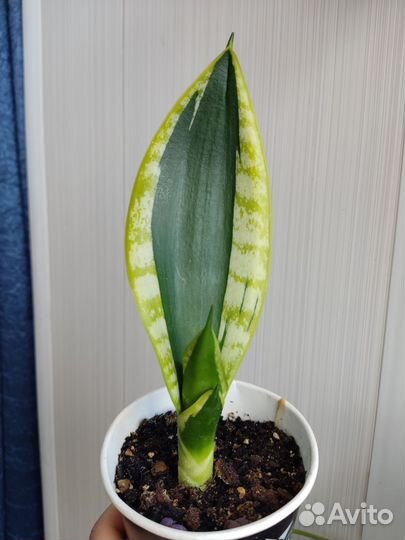 Сансевиерия сортовая и другие
