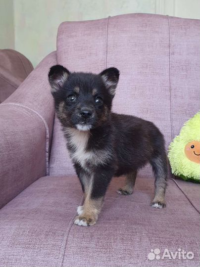 Малыш из приюта