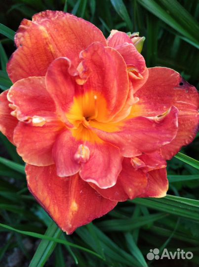 Продам лилейники