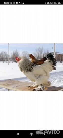 Продаются два петуха породы Барма