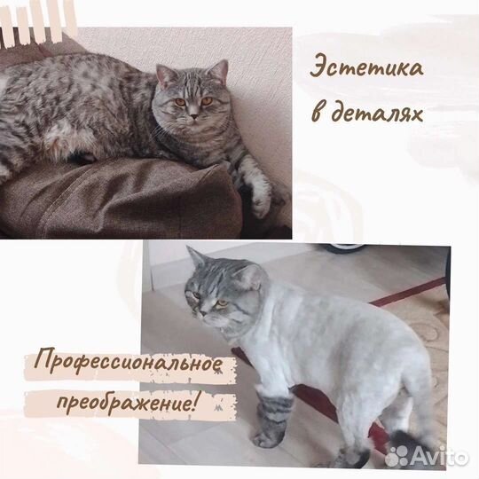 Уход за животными