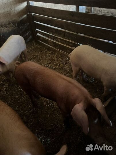 Подросшие Поросята ландрас дюрок
