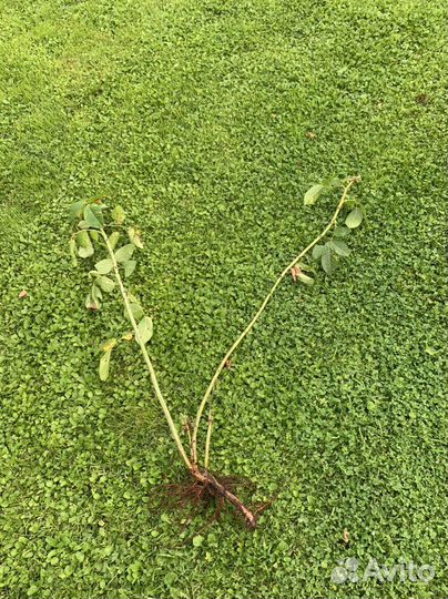 Роза плетистая