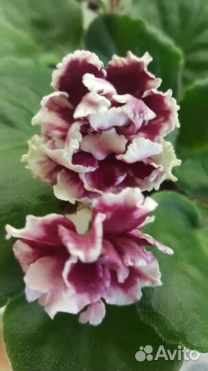 Продажа деток сортовых фиалок