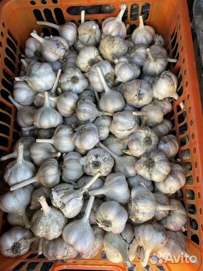 Озимый чеснок