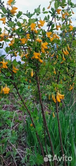 Акация (Карагана кустарниковая)саженцы