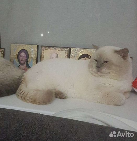 Кот на вязку