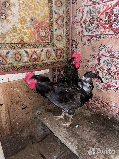Молодые петухи