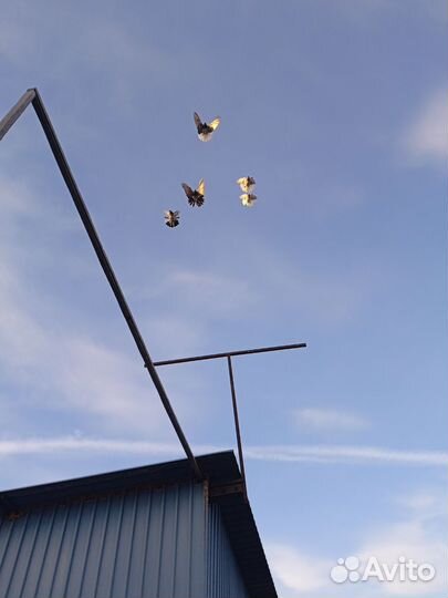 Николаевские Голуби