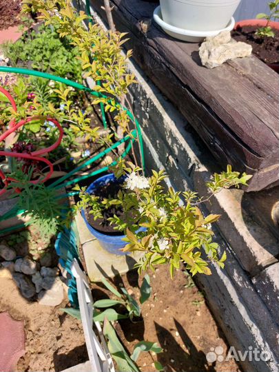 Саженцы спиреи белая и голден леди розовая