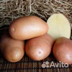 Ажур - семенной картофель почтой