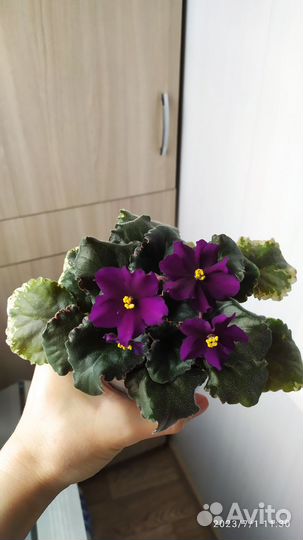 Сортовые фиалки