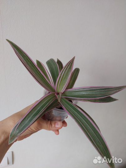 Рео разноцветный традесканция