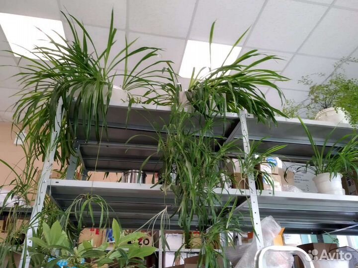 Хлорофитум