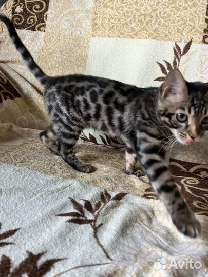 Бенгальская кошка