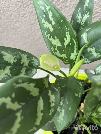 Аглаонема в горшке, цветет