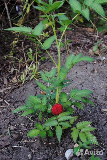 Малина розолистная