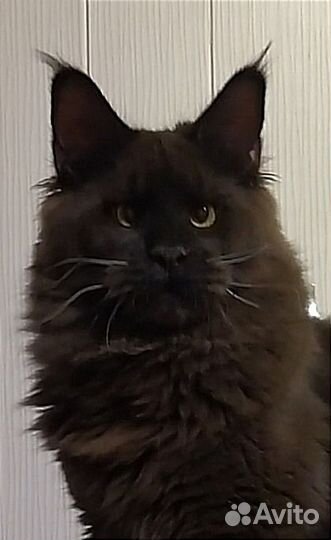 Молодой котик Мейн-кун