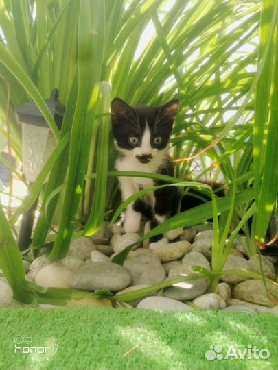 Шотландские котята помесь