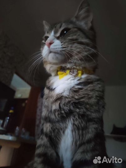 Кошки в добрые руки