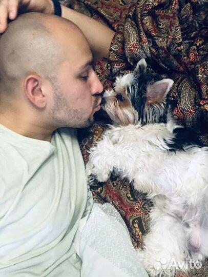 Бивер Йорк для вязки