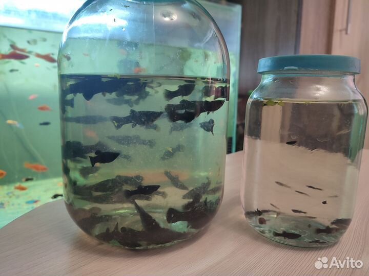 Тернеция/Сом/моллинезия/меченосец/креветки
