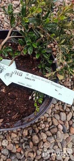 Барбарис Дарвина Компакта