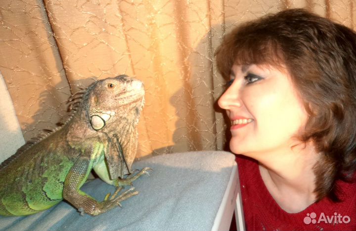 Передержка кошек и других животных (кроме собак)