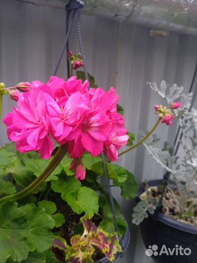 Кашпо с геранью