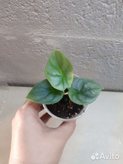 Алоказия мишольца и сильвер небула