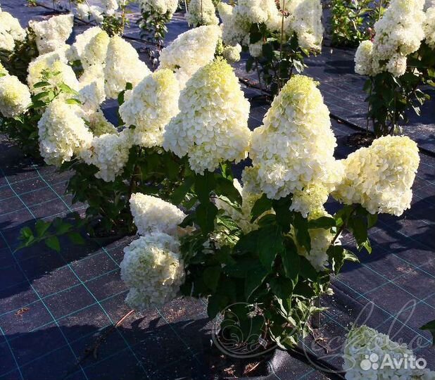 Гортензия, гладиолусы