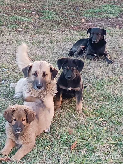 Щенок на охрану