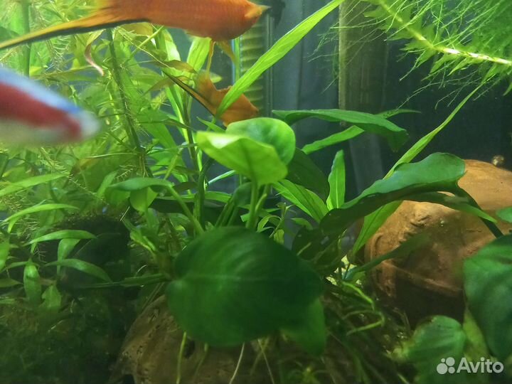 Аквариумные растения и рыбки