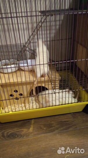 Отдам в добрые руки крысы