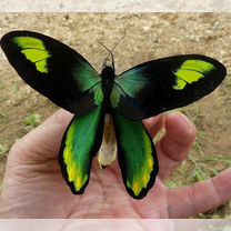 Живые тропические бабочки Ornithoptera victoriae