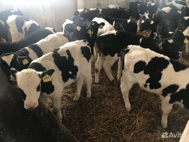 Телята телки бычки