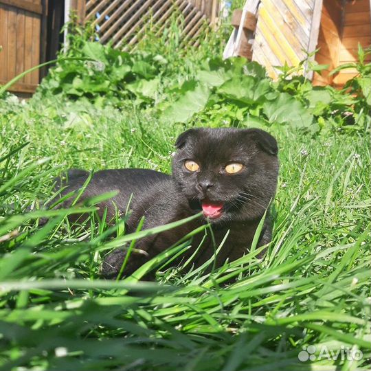 Шотландский вислоухий кот для вязки