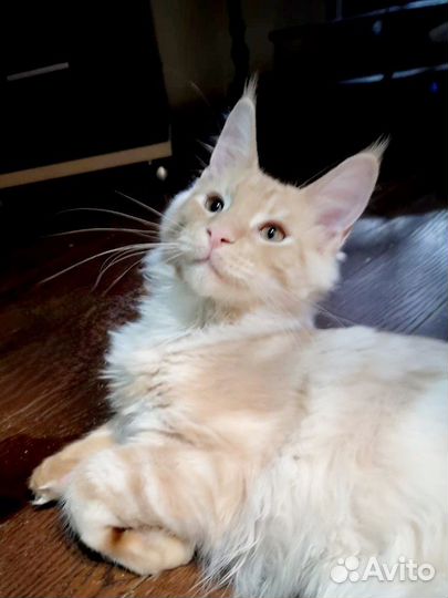 Котёнок мейн-кун 4 мес
