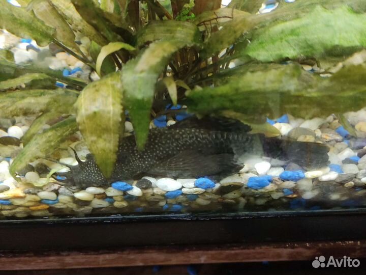 Сомики анциструсы